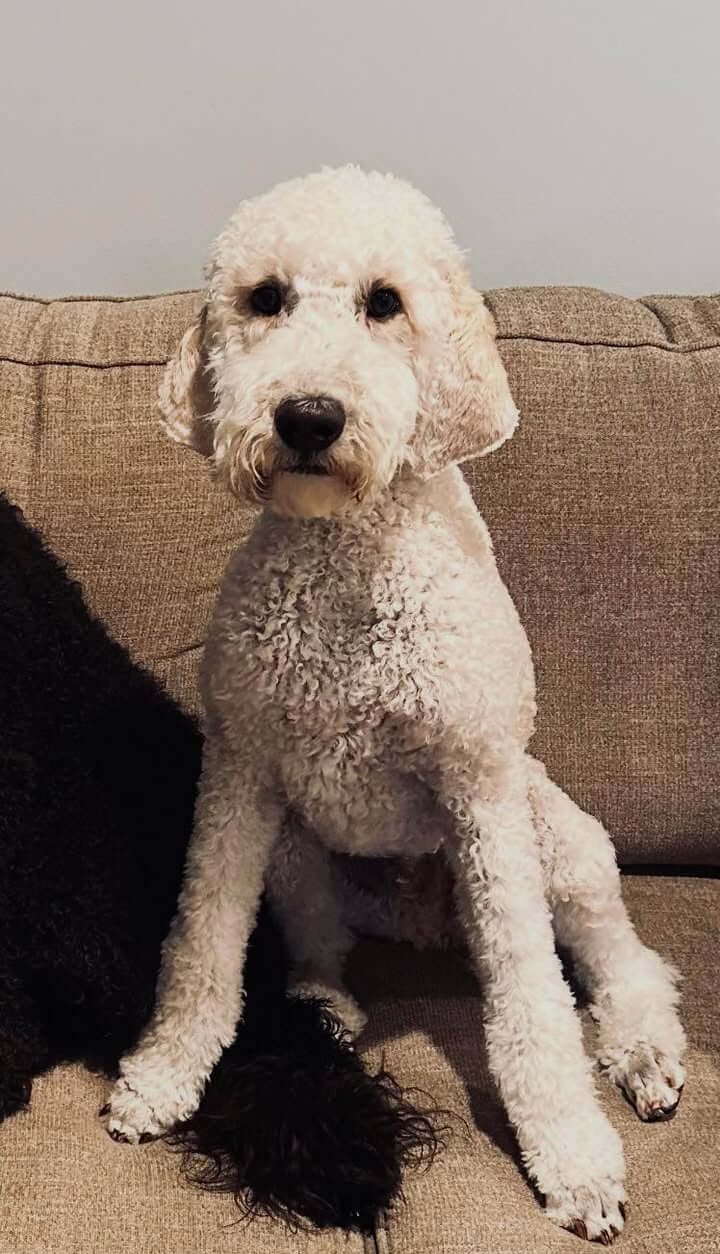 White Doodle Named Chance Reported Missing in County Road 401 Area ...